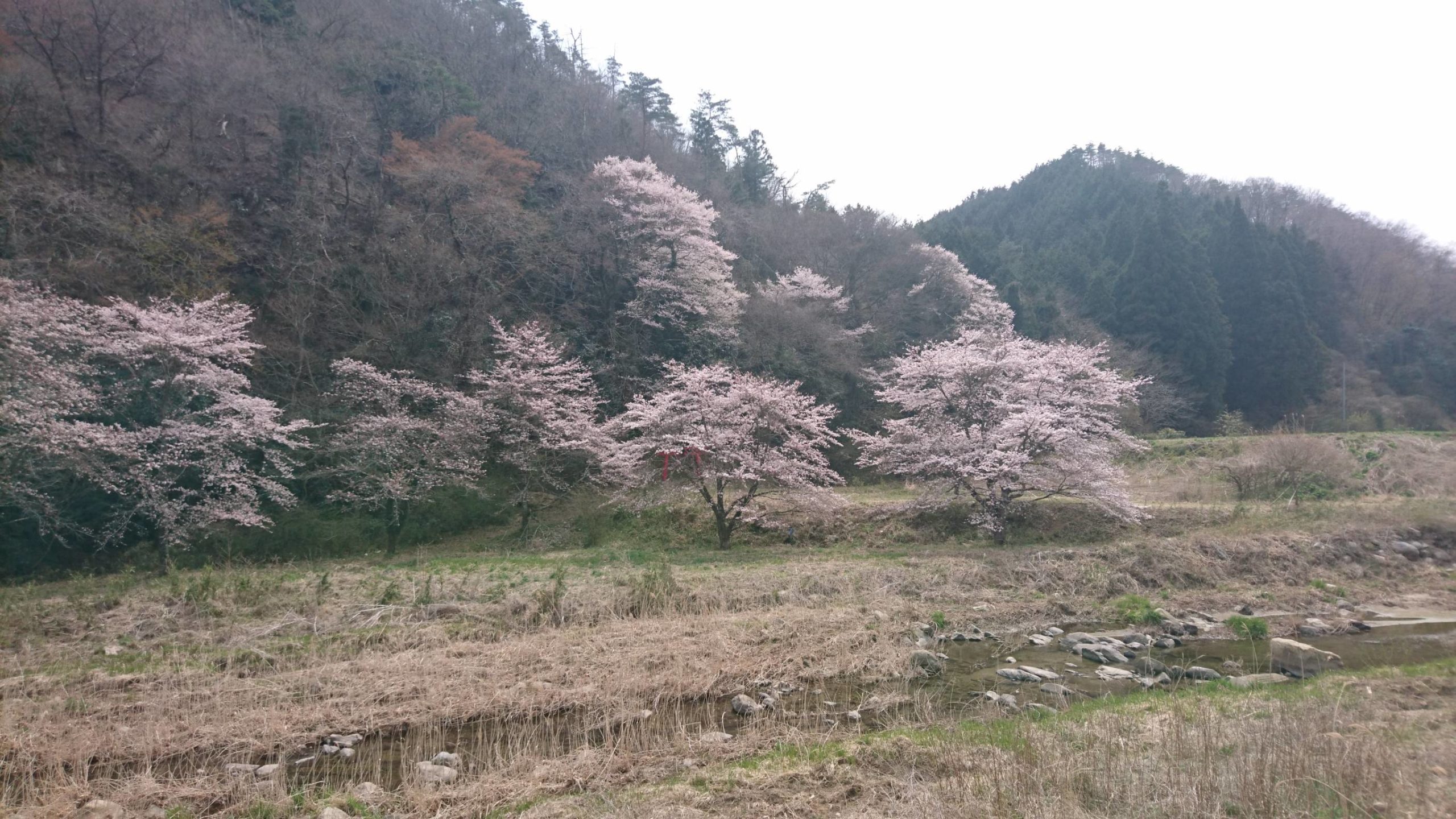 災害後にも、桜はさいた！(五福谷川流域）